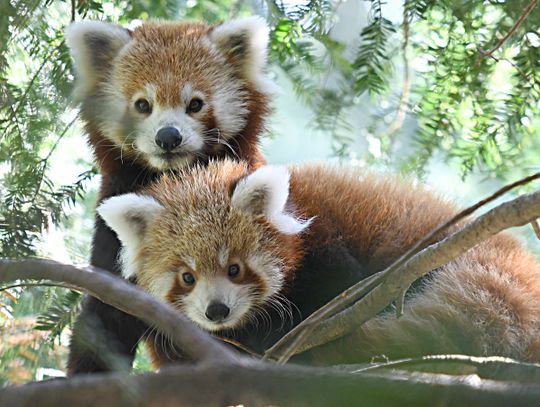 Smutna wiadomość z Naszego Zoo. Nie żyje panda Nima