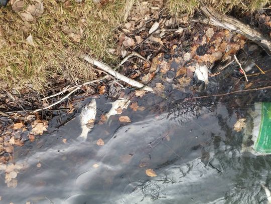 Śnięte ryby na zbiorniku Zielone