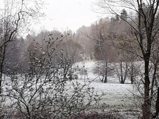 Śnieżny poranek. Przymrozki do jutra