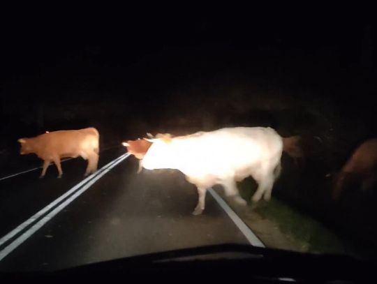 Stado 30 krów. Nocna niespodzianka na drodze