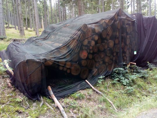 Stosy drewna przykryte siatką? Nie dotykajcie jej!