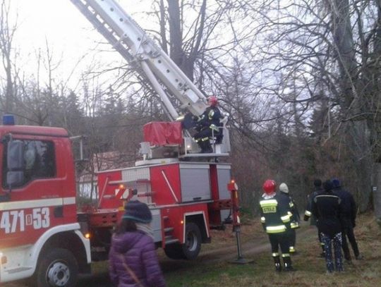 Strażacy przegrali walkę z papugą!