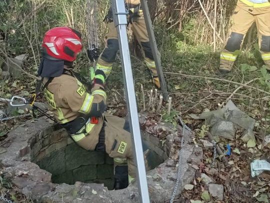 Strażacy uwolnili zwierzaka, który utknął w studni