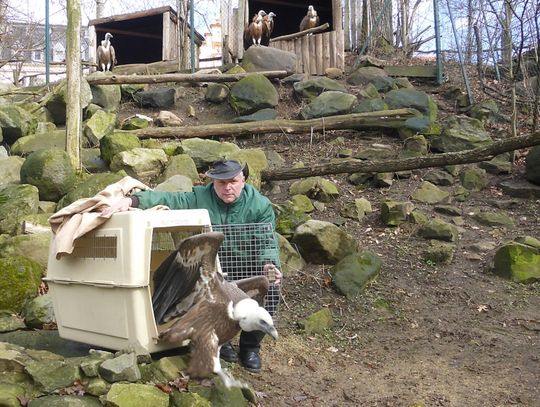 Szczęście pierzastych zwierząt w Naszym Zoo Görlitz-Zgorzelec