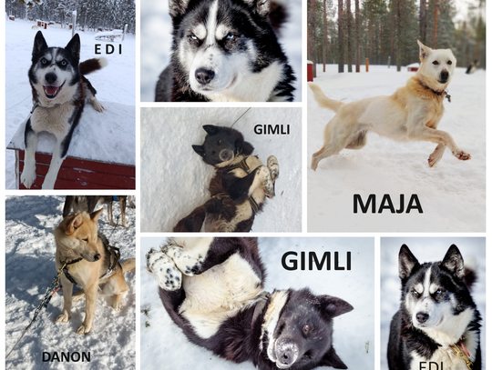 Szukamy nowych domów dla czterech psów z Laponii