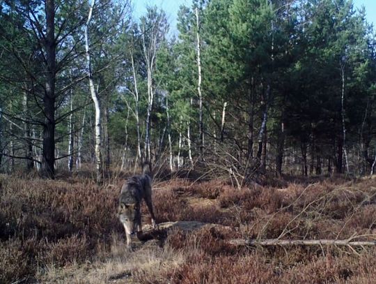 Tak umierają wilki