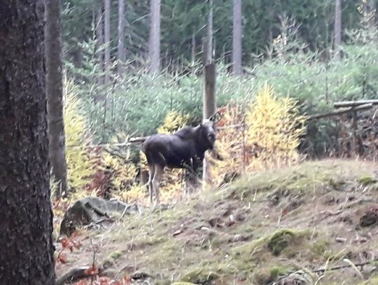 To przyrodnicza sensacja. Ogromny łoś w Karkonoskim Parku Narodowym