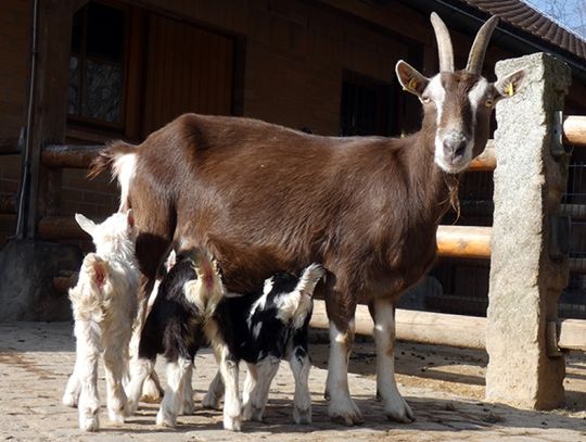 W Naszym Zoo pojawił się tuzin małych zwiastunów wiosny