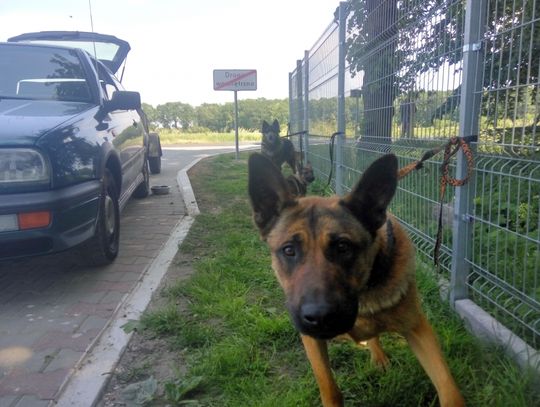 W skandalicznych warunkach transportował psy z Lubania do Bełchatowa