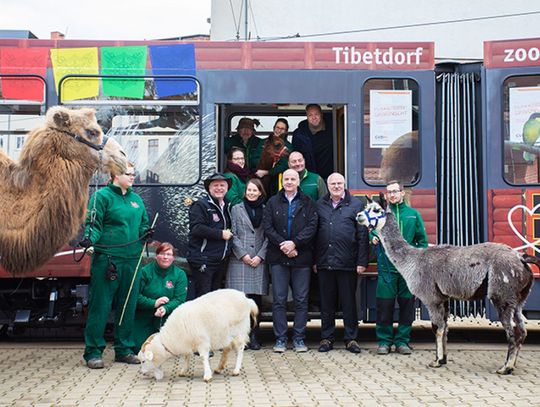 W Święta Bożego Narodzenia „zoo-tramwajem” po Görlitz!