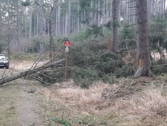 Wiatr powalił drzewa w Karkonoszach