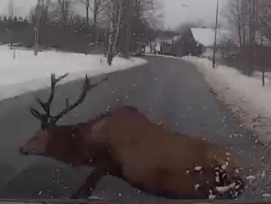 Wideo. Bliskie spotkanie ze stadem jeleni