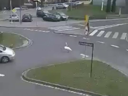 Wideo. Łabędź wybrał się na spacer po mieście