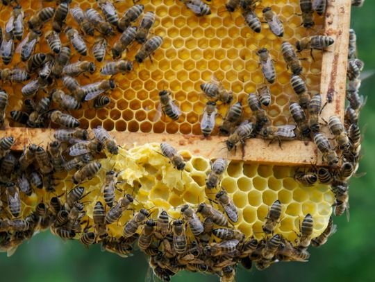 Wielki Dzień Pszczół. Dlaczego zapylacze są tak cenne dla środowiska?