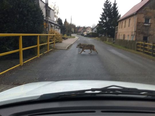 Wilk na drodze w Siekierczynie – natura wchodzi na podwórka