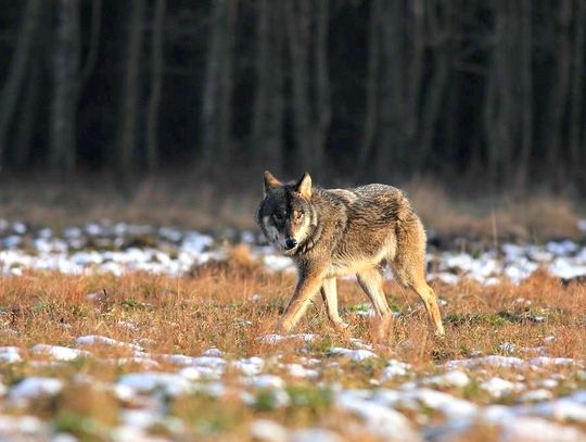 Wilki zaatakowały stado alpak