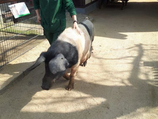Wydarzenia zza zamkniętych drzwi w Naszym Zoo Görlitz - Zgorzelec