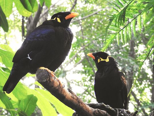 Wymarzona para - prosto z centrum randkowego do görlitzkiego zoo