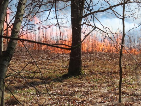 Wypalanie traw wciąż plagą. Strażacy interweniują, a grozi za to wysoka kara