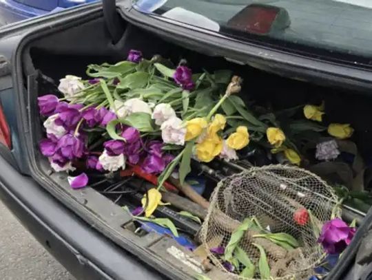 Wyrwał sto tulipanów z miejskiej rabaty. Tłumaczył, że „dla ukochanej”
