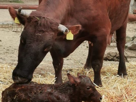 Zagrożenie zaczyna się przed naszymi drzwiami