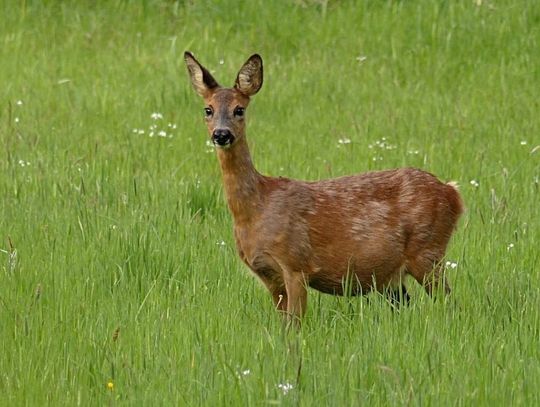 Zakaz wstępu do lasów podziałał na przyrodę