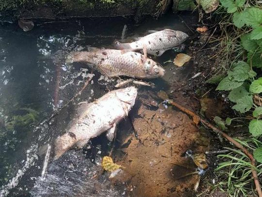 Zanieczyszczony potok Gozdnica i śnięte ryby