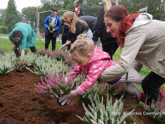Zdjęcia. Gazony do adopcji - ciekawa akcja w mieście