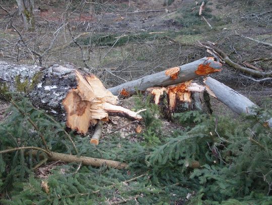 Zginął pilarz przygnieciony drzewem