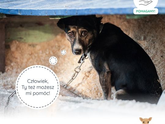 Zgłoś schronisko i pomóż zwierzętom 