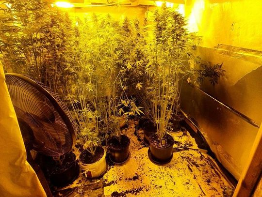 Zlikwidowana plantacja marihuany i poszukiwany ukryty w stropie