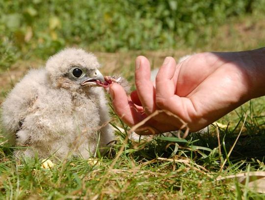 Zostawmy w spokoju młode dziko żyjących zwierząt! 