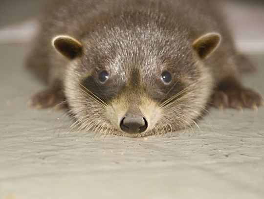 Zwierzęta, które nie powinny istnieć zaskakują gości goerlitzkiego zoo!