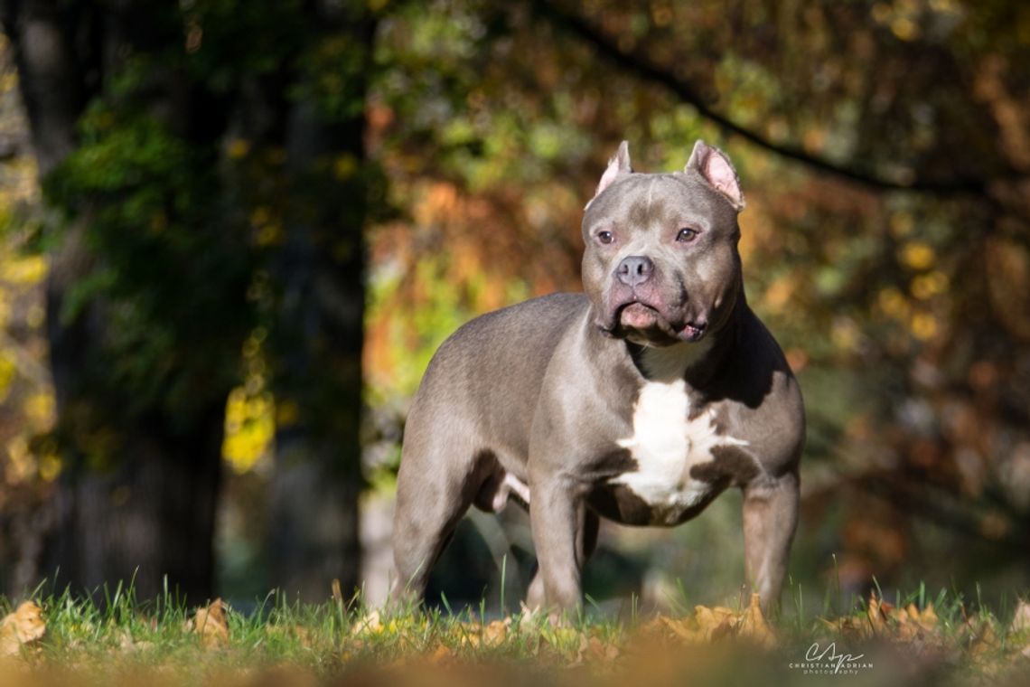 Amstaff zaatakował grupę przedszkolaków