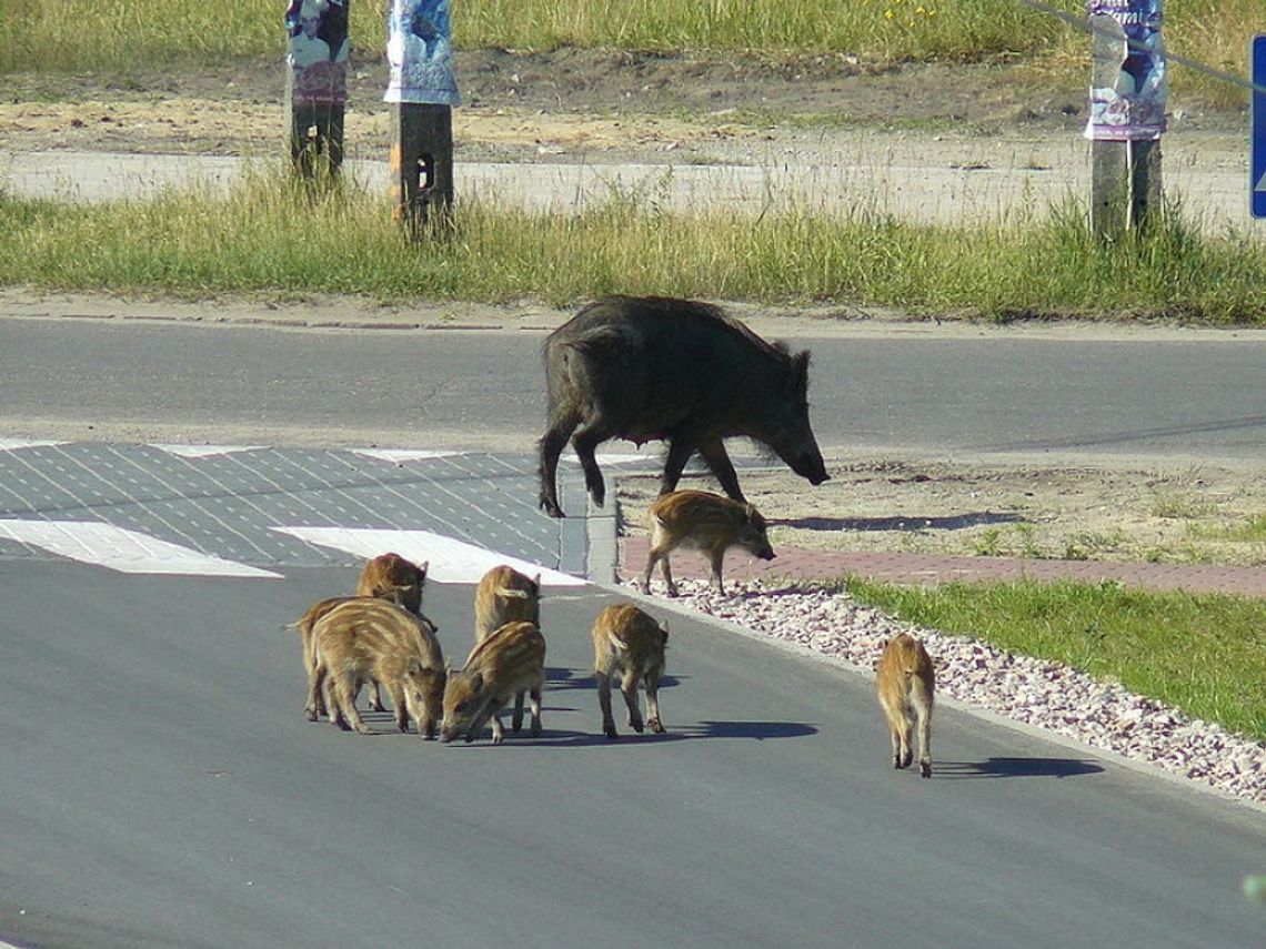 Będzie mniej dzików