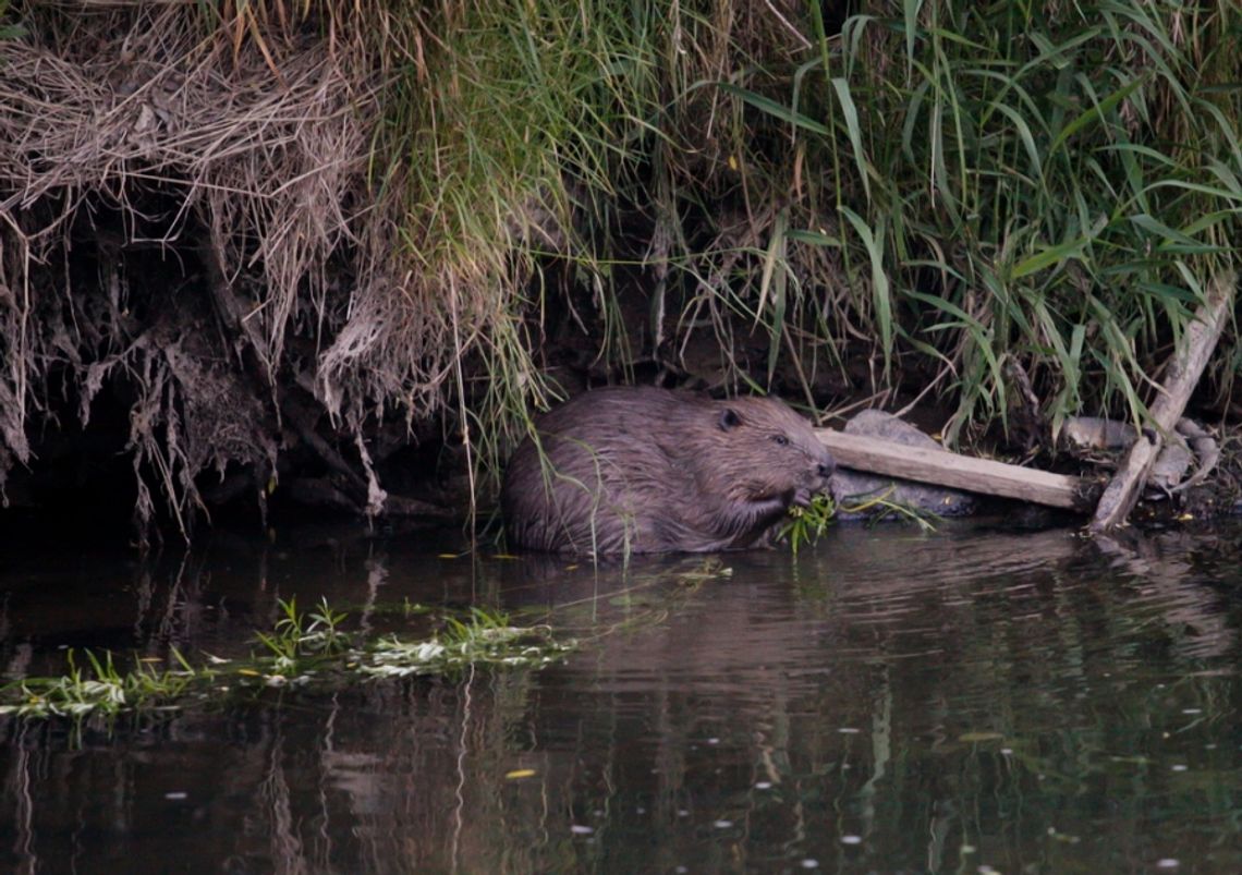 Bobrowe natarcie nad Kwisą