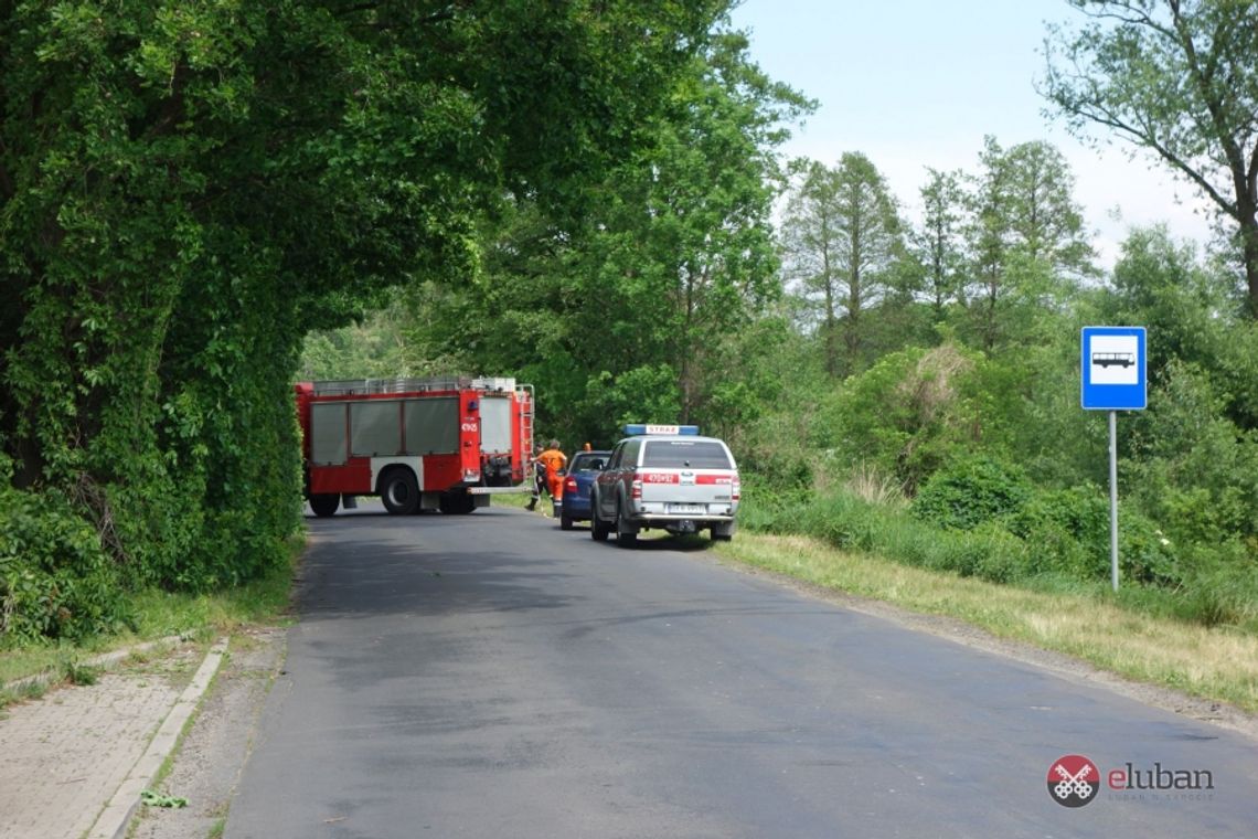 Bobry przyczyną zamknięcia drogi