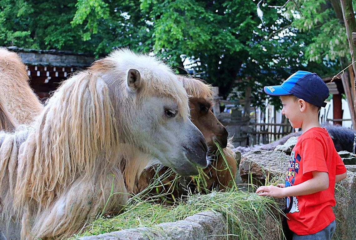 Boże Ciało i długi weekend w ZOO Görlitz, atrakcje dla całej rodziny