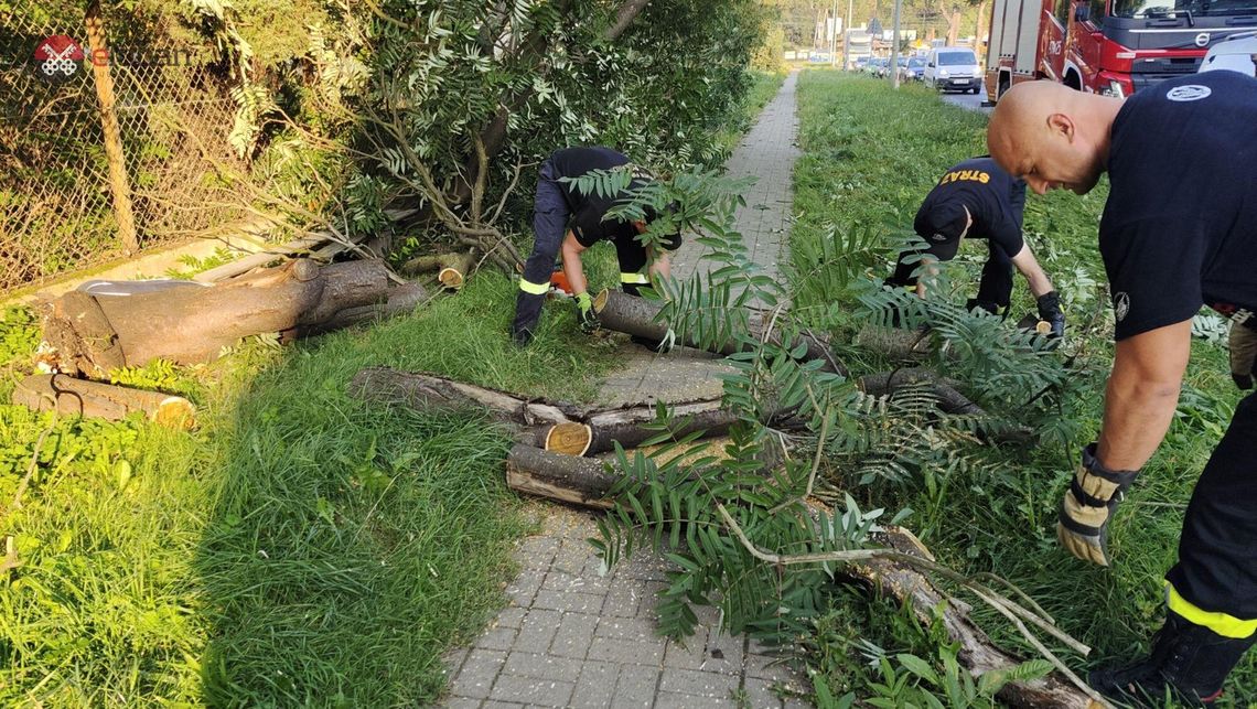 Drzewo zablokowało DK30 w Lubaniu – szybka reakcja służb