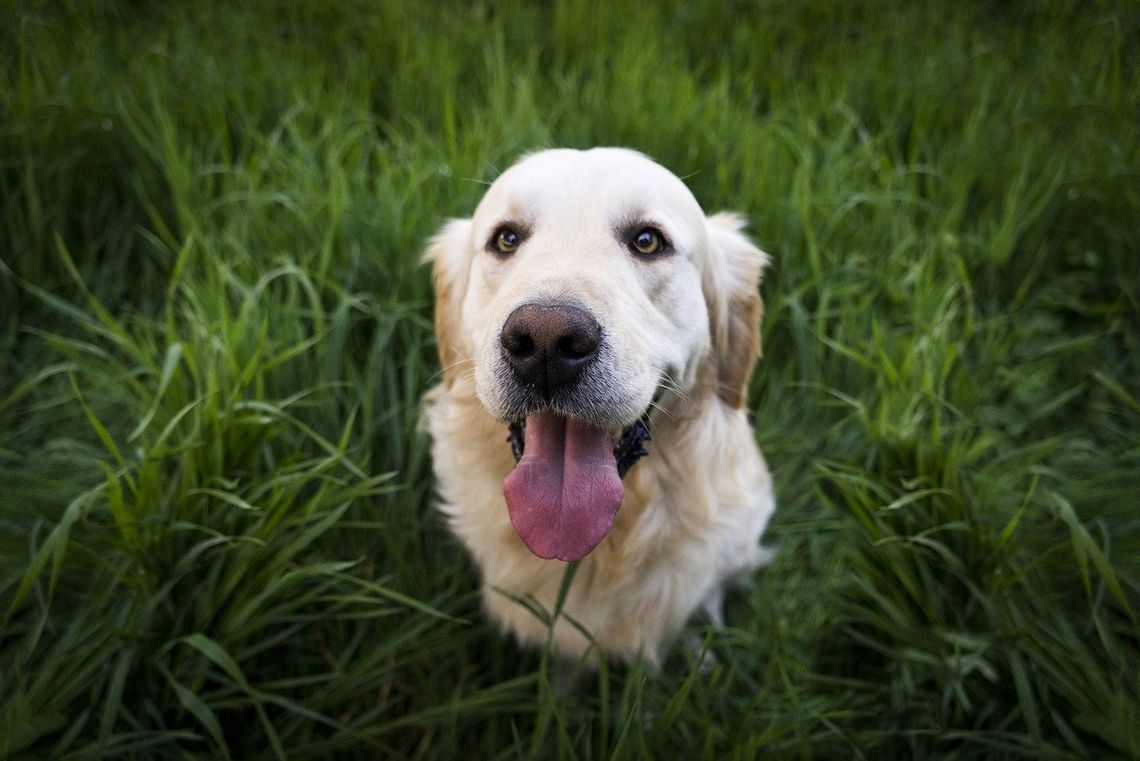 Dziś Międzynarodowy Dzień Golden Retrievera 
