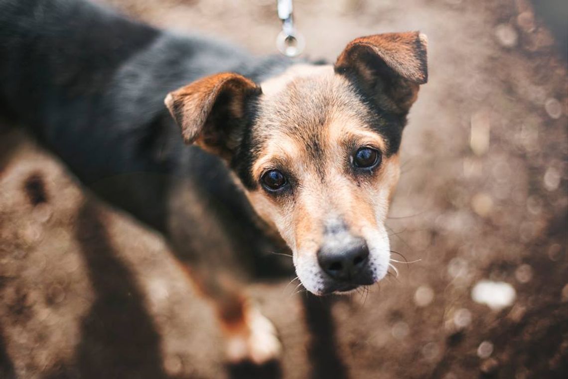 Galeria. Psy czekające na adopcję