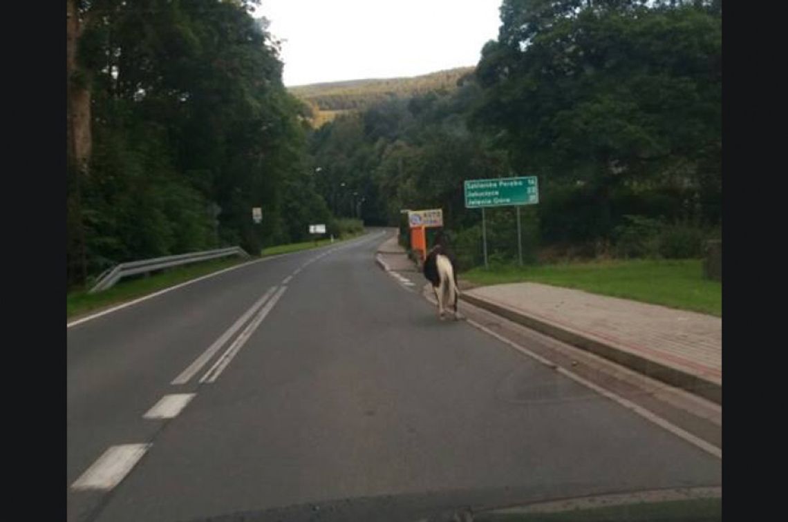 Galopujący koń na ulicach kurortu