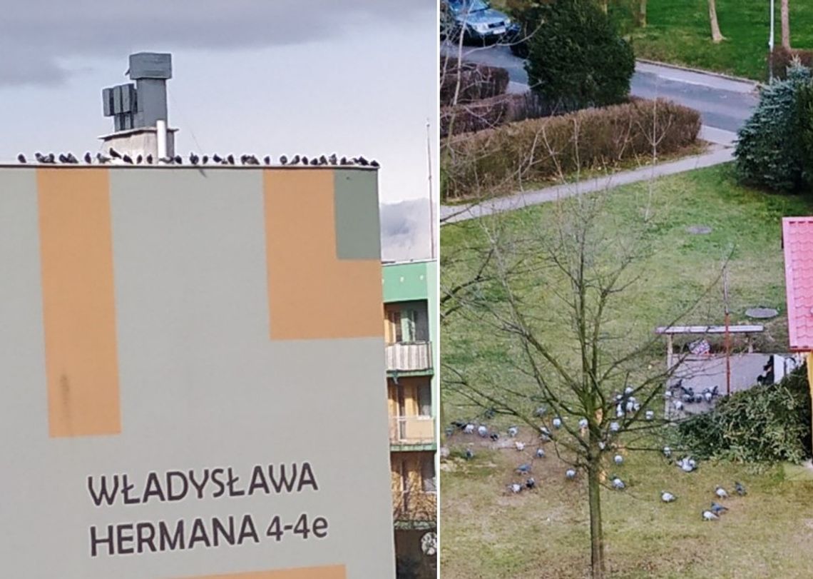 Jeśli dokarmiać ptaki, to z głową