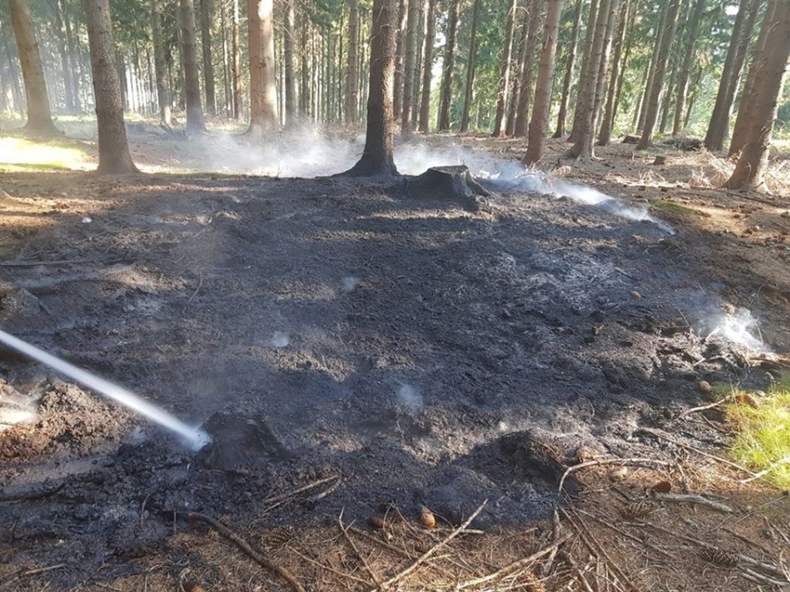 Kto podpala las w Świeradowie - Zdroju?