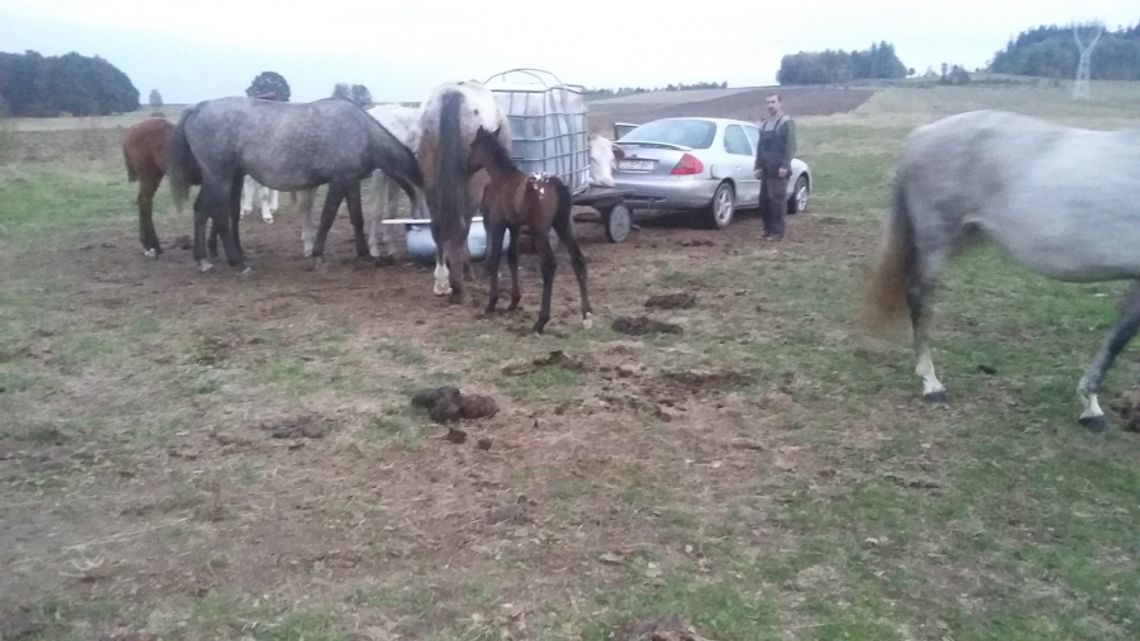 Kto zastrzelił Baśkę?