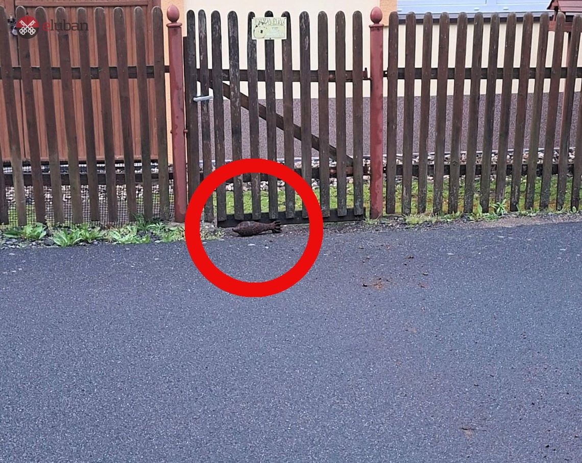 Ktoś rzucił granatem moździerzowym w dom. Trzy osoby zatrzymane do wyjaśnienia