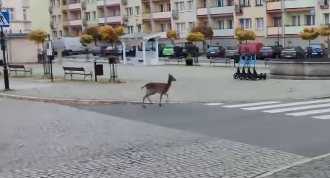 Łania biegająca po rynku w centrum Lwówka Śląskiego. Wideo