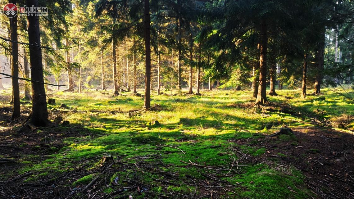 Lasy Państwowe skupują grunty pod nowe zalesienia