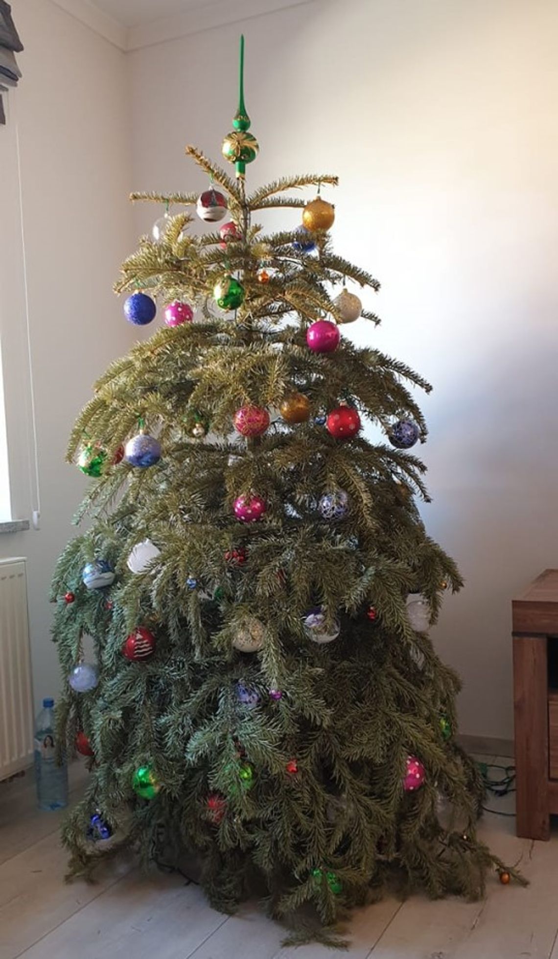 Lubań. Co zrobić z bożonarodzeniowym drzewkiem?
