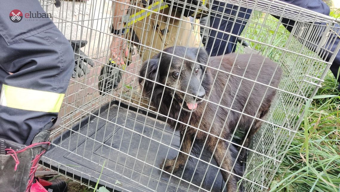 Lubań. Uratowali psa, który utknął w studzience piwnicznego okna